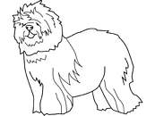 coloriage chien de berger